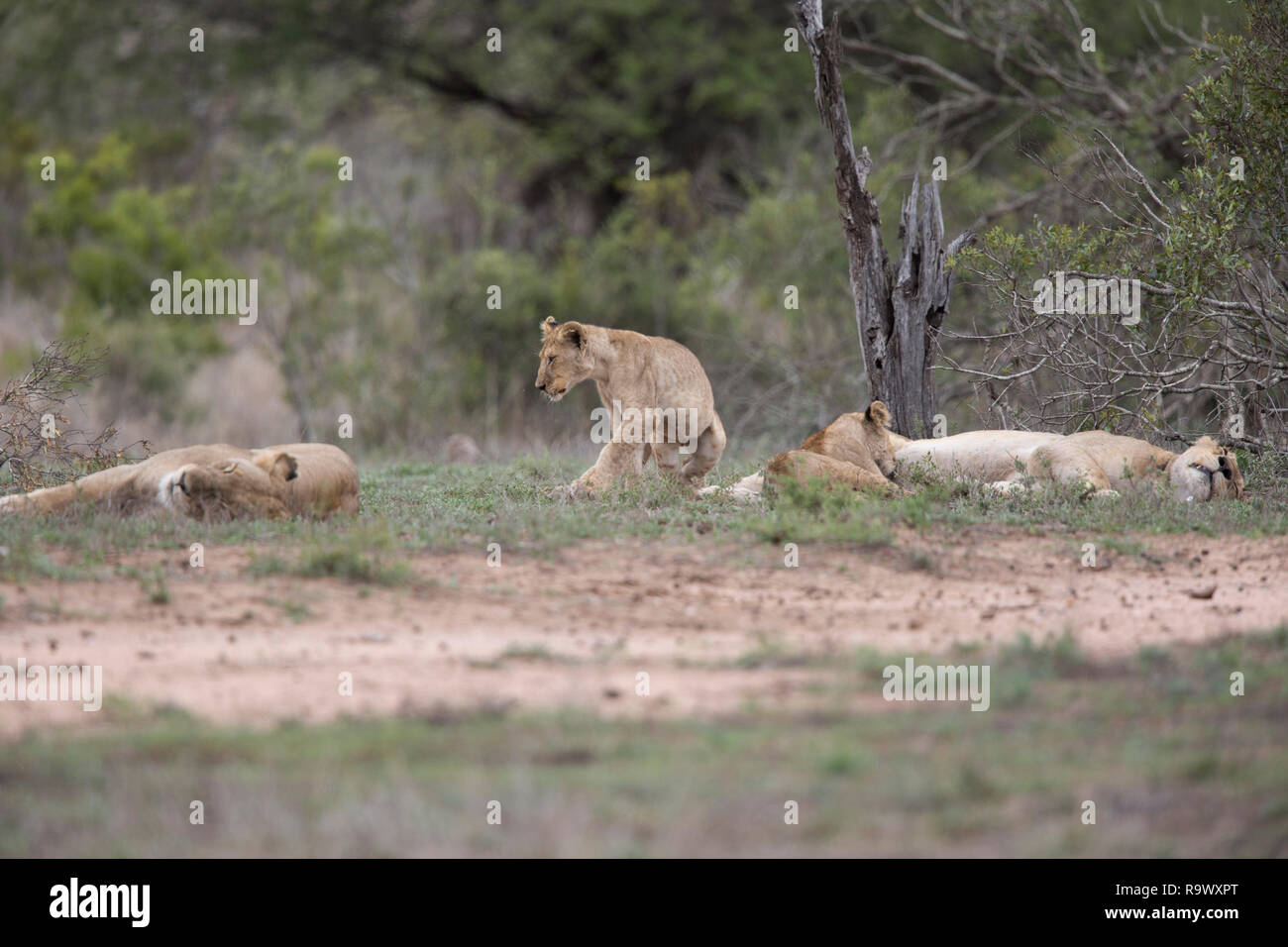 Lion cub walks between two sleeping lioness, Kruger National Park, South Africa. Stock Photo