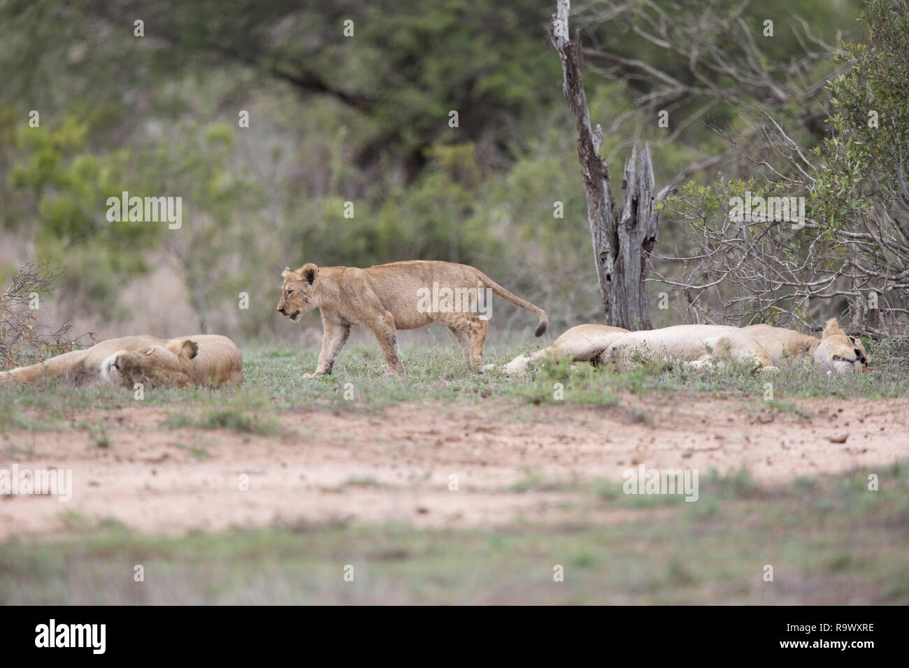 Lion cub walks between two sleeping lioness, Kruger National Park, South Africa. Stock Photo