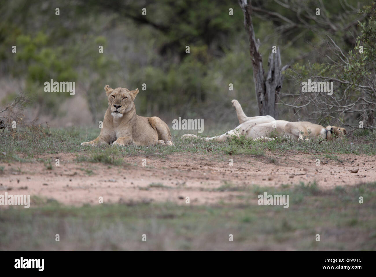 Lioness seek shelter from the heat, Kruger National Park, South Africa Stock Photo