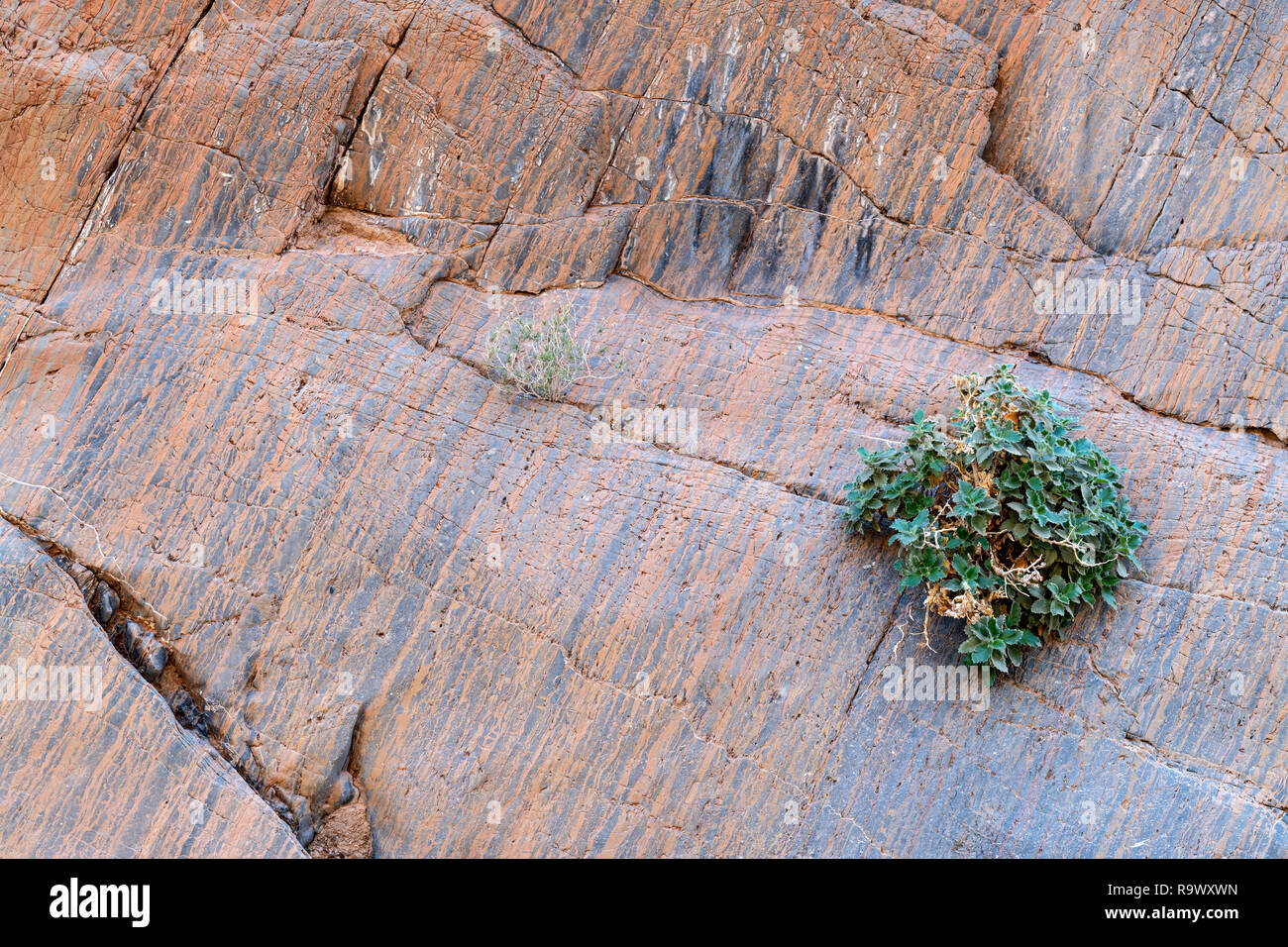 Plants grow in the wall of Titus Canyon in Death Valley National Park