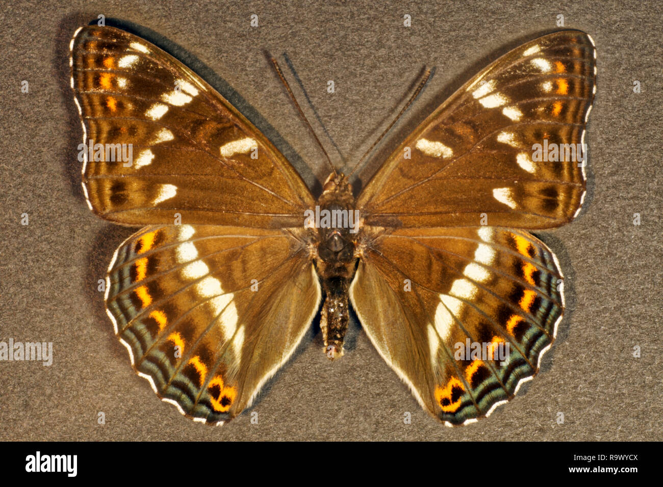 Photo butterfly Limenitis populi Stock Photo