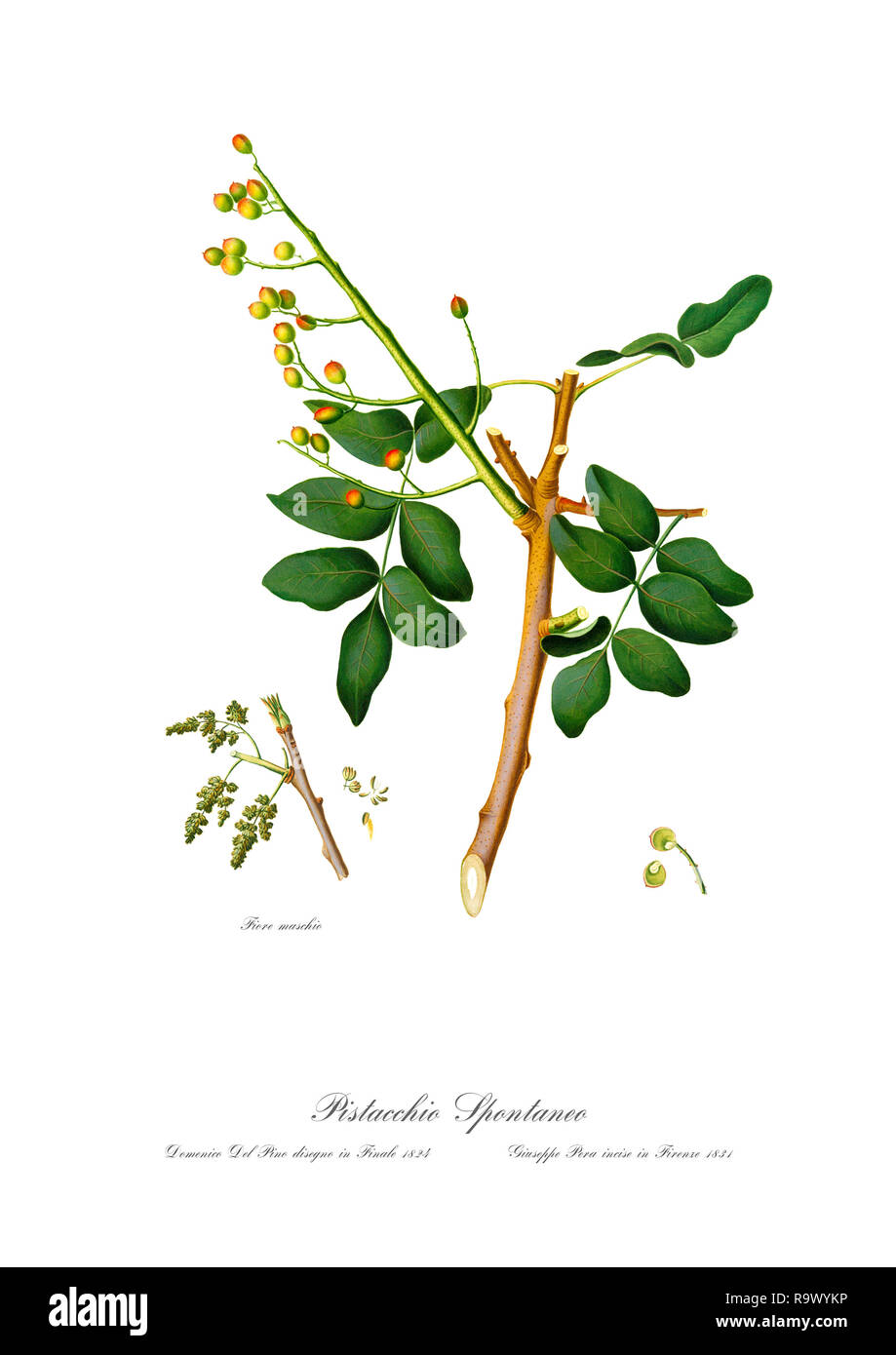 Vintage unique botanical illustration of a pistachio Stock Photo