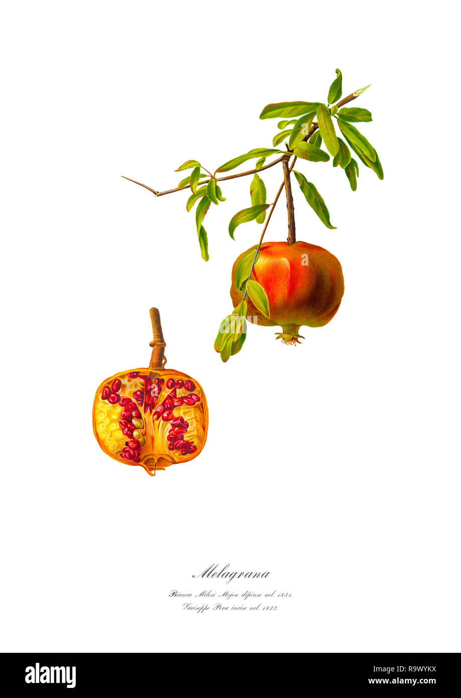 Vintage unique botanical illustration of a pomegranate Stock Photo