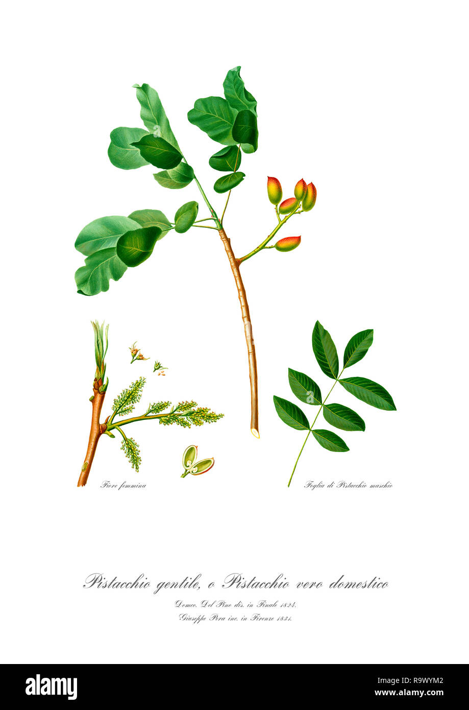 Vintage unique botanical illustration of branch of pistachio Stock Photo