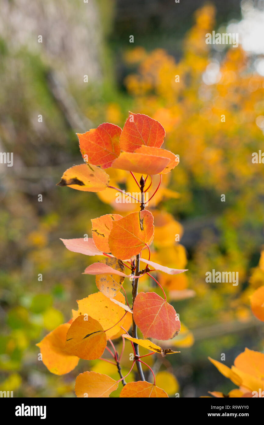 Aspen Leaves near Crestone, Colorado Stock Photo Alamy