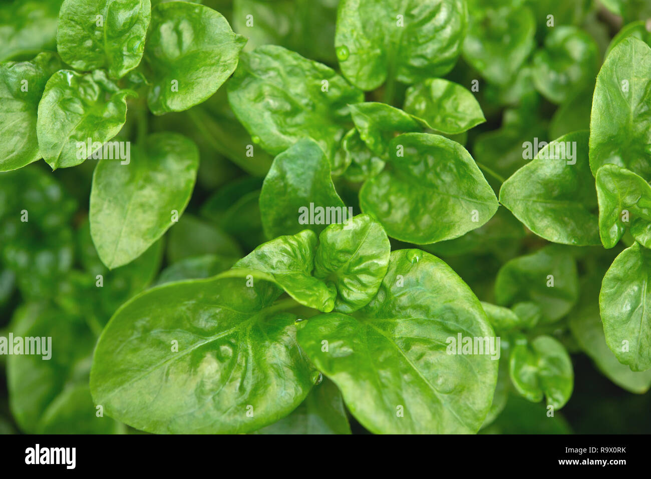 Fresh green Brazilian spinach plant background. Stock Photo