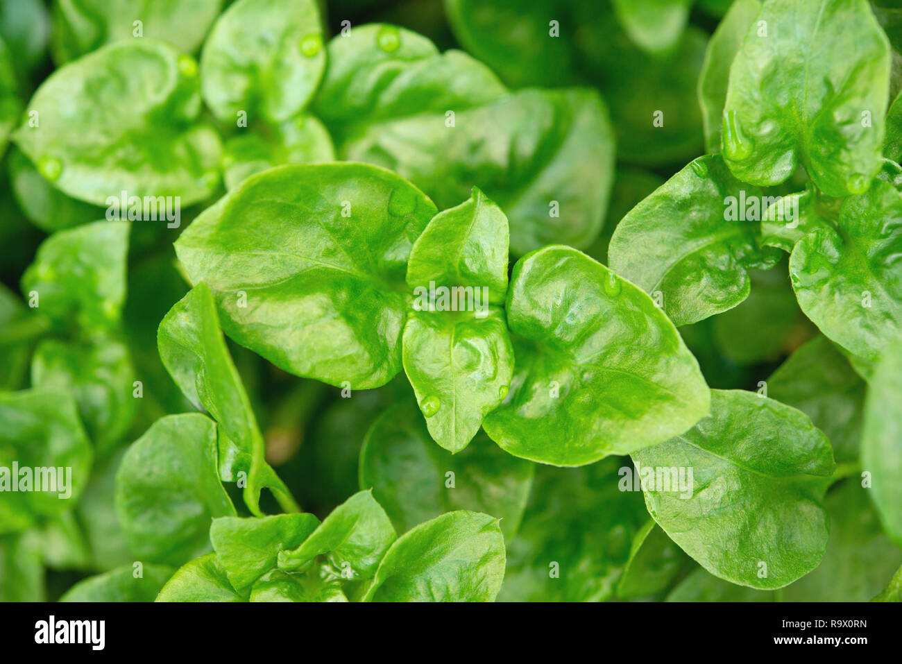 Fresh green Brazilian spinach plant background. Stock Photo