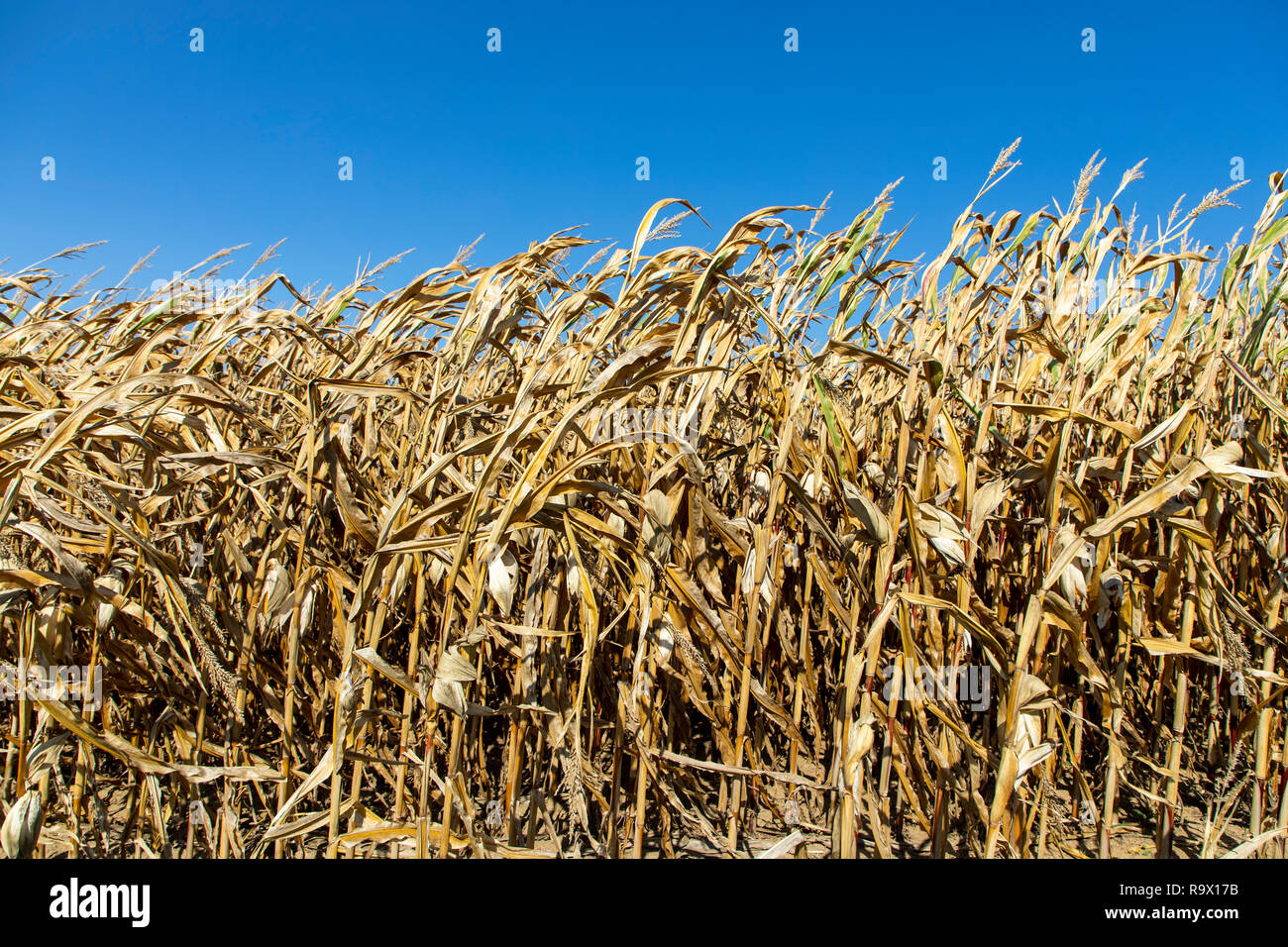 Corn field dried up and only grown low, small corn cobs, through the