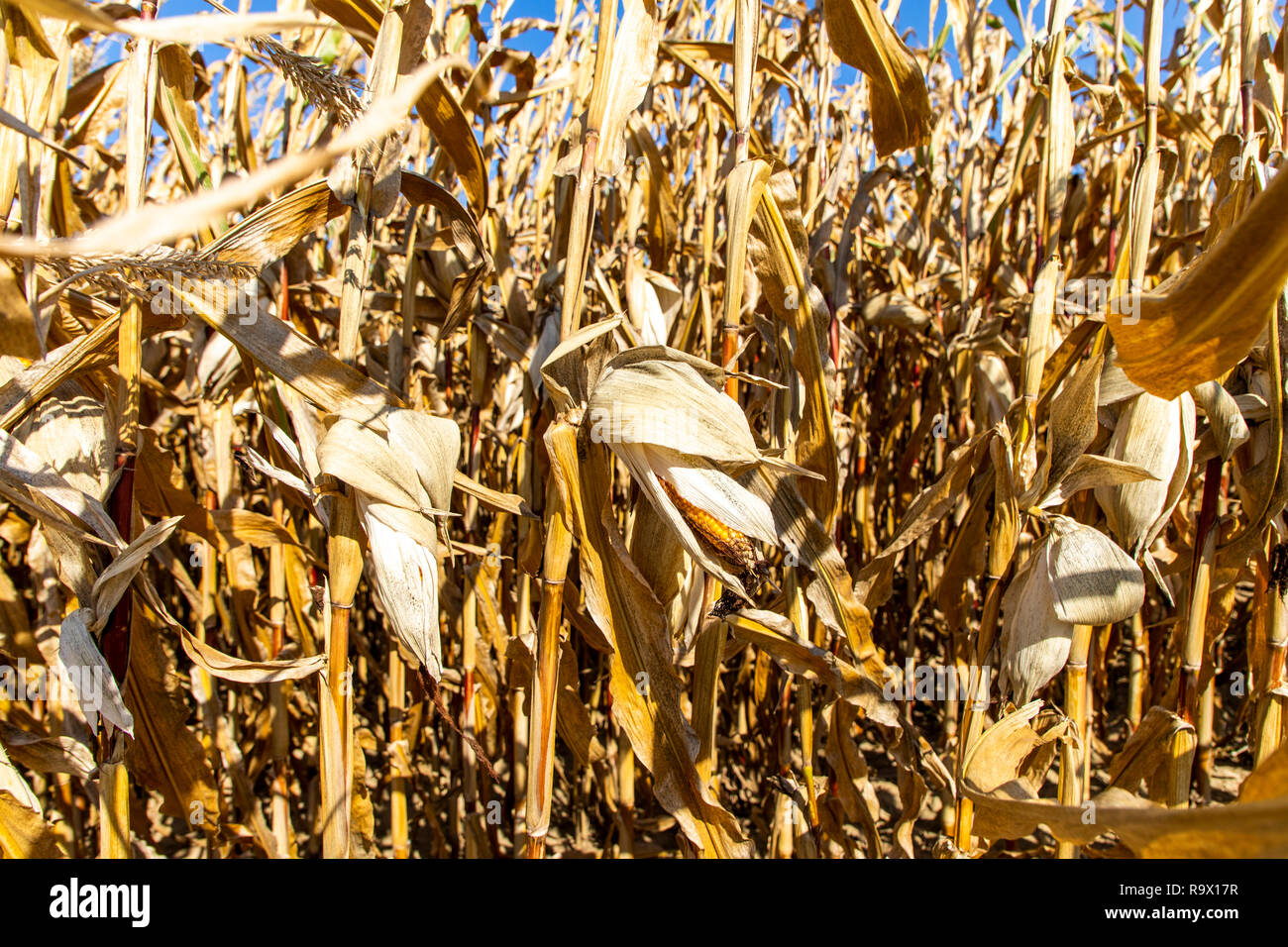 Corn field dried up and only grown low, small corn cobs, through the