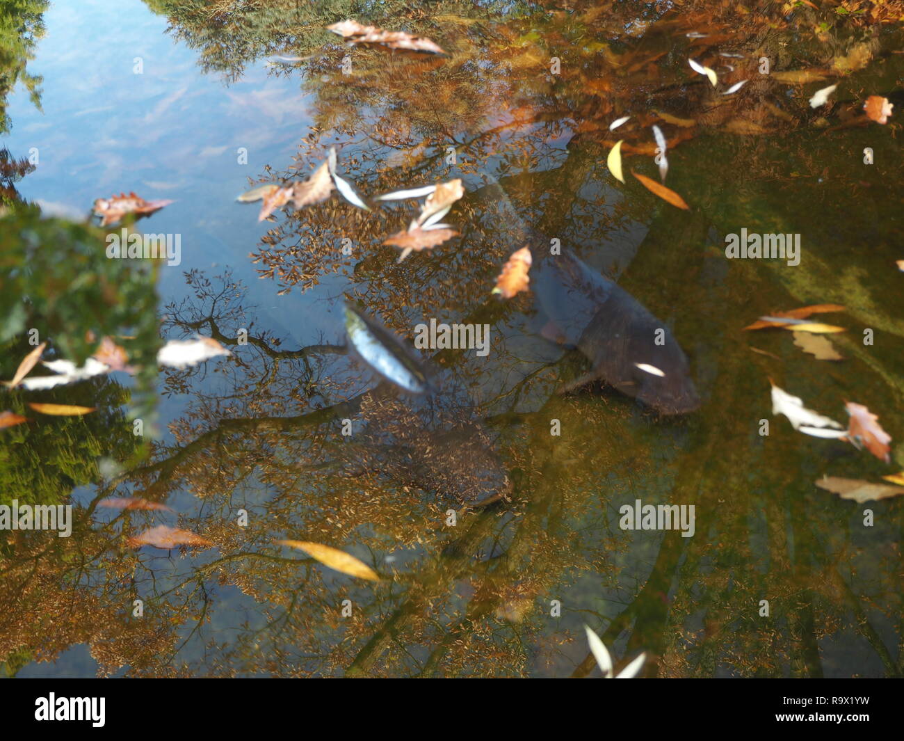 Fish in a pond with the autumn coloured trees reflecting the surface ...