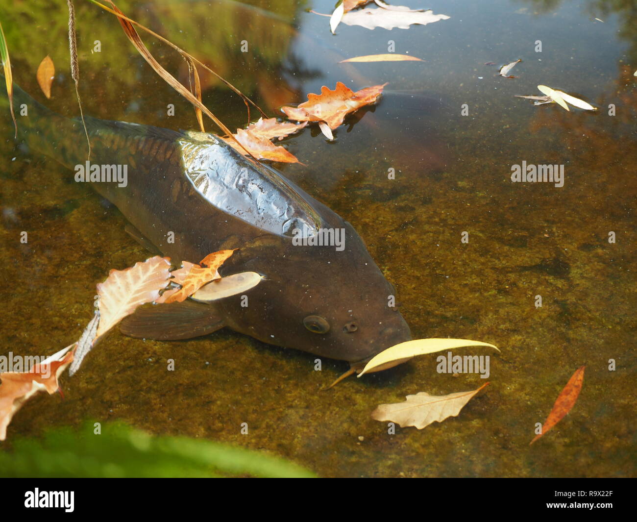 Fish in a pond with the autumn coloured trees reflecting the surface ...