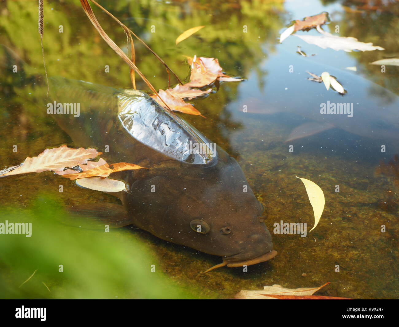 Fish in a pond with the autumn coloured trees reflecting the surface ...