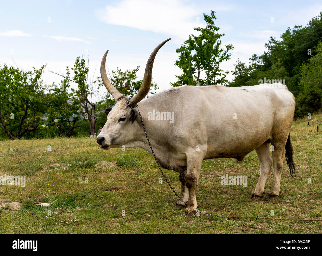 White Buffalo with long horns. Stock Photo