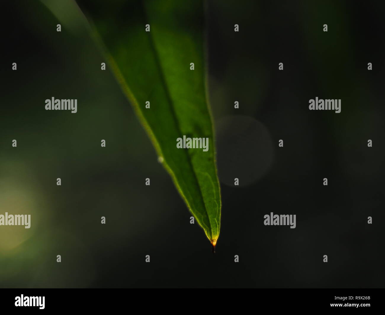 Beautiful green leaf close up Stock Photo - Alamy