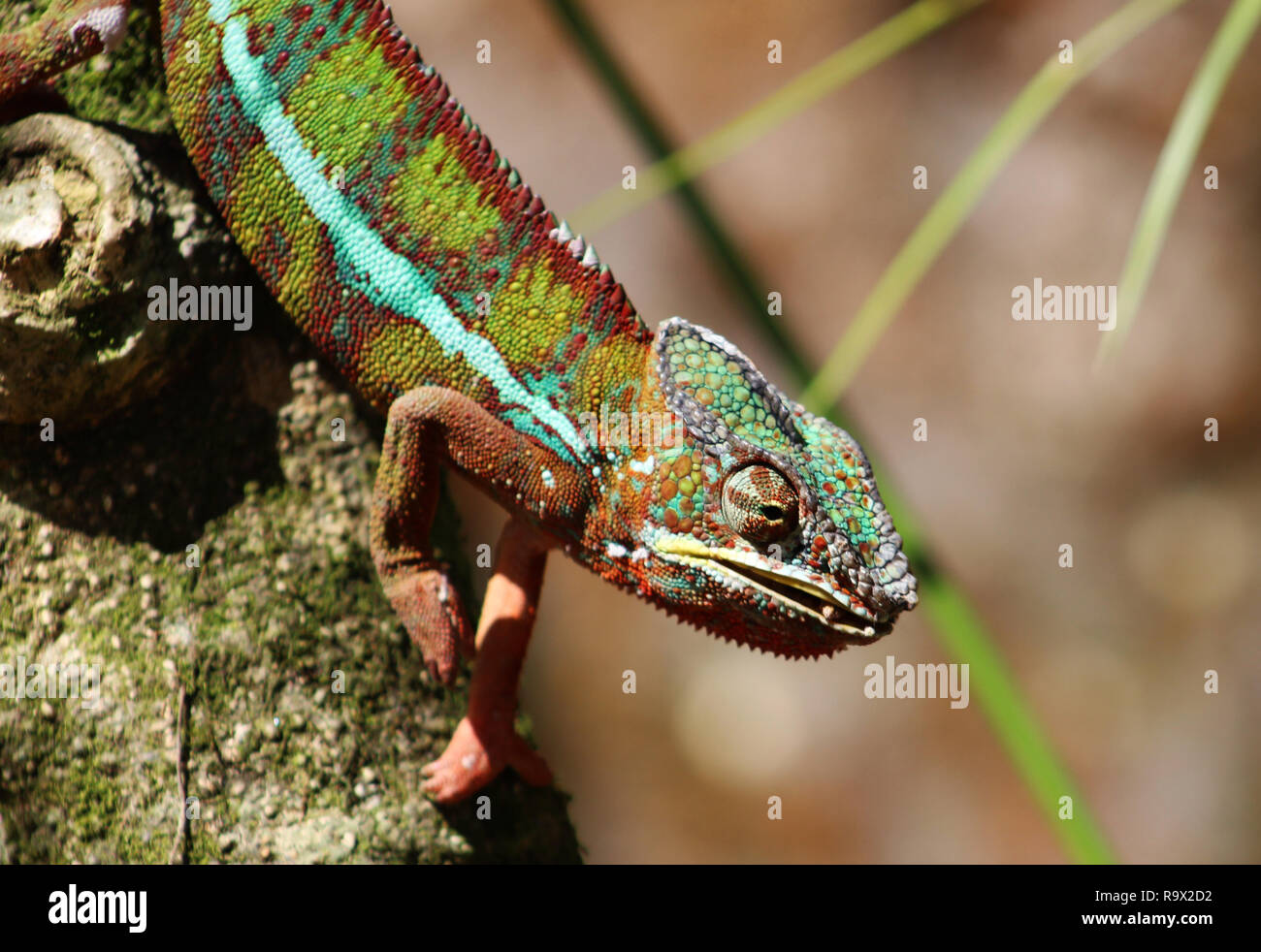Sideways profile of panther chameleon sitting on a branch, Andasibe, Madagascar Stock Photo