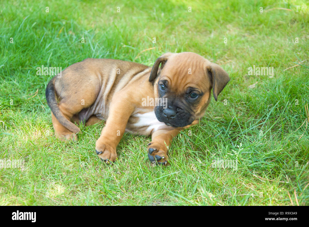 Brown boxer puppy lying on the green grass Stock Photo - Alamy