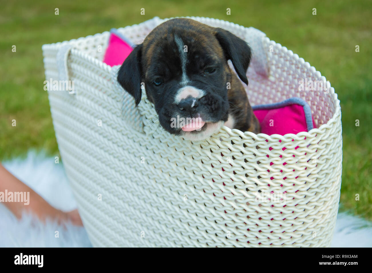 Little black puppy in a white basket - portrait Stock Photo