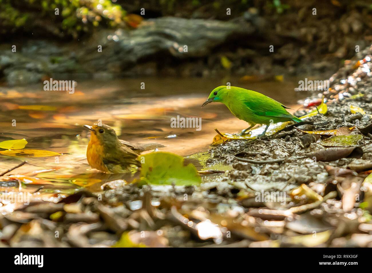 A colorful Blue-winged Leafbird standing near a natural small pond with Tickell's blue flycatcher on left hand side Stock Photo