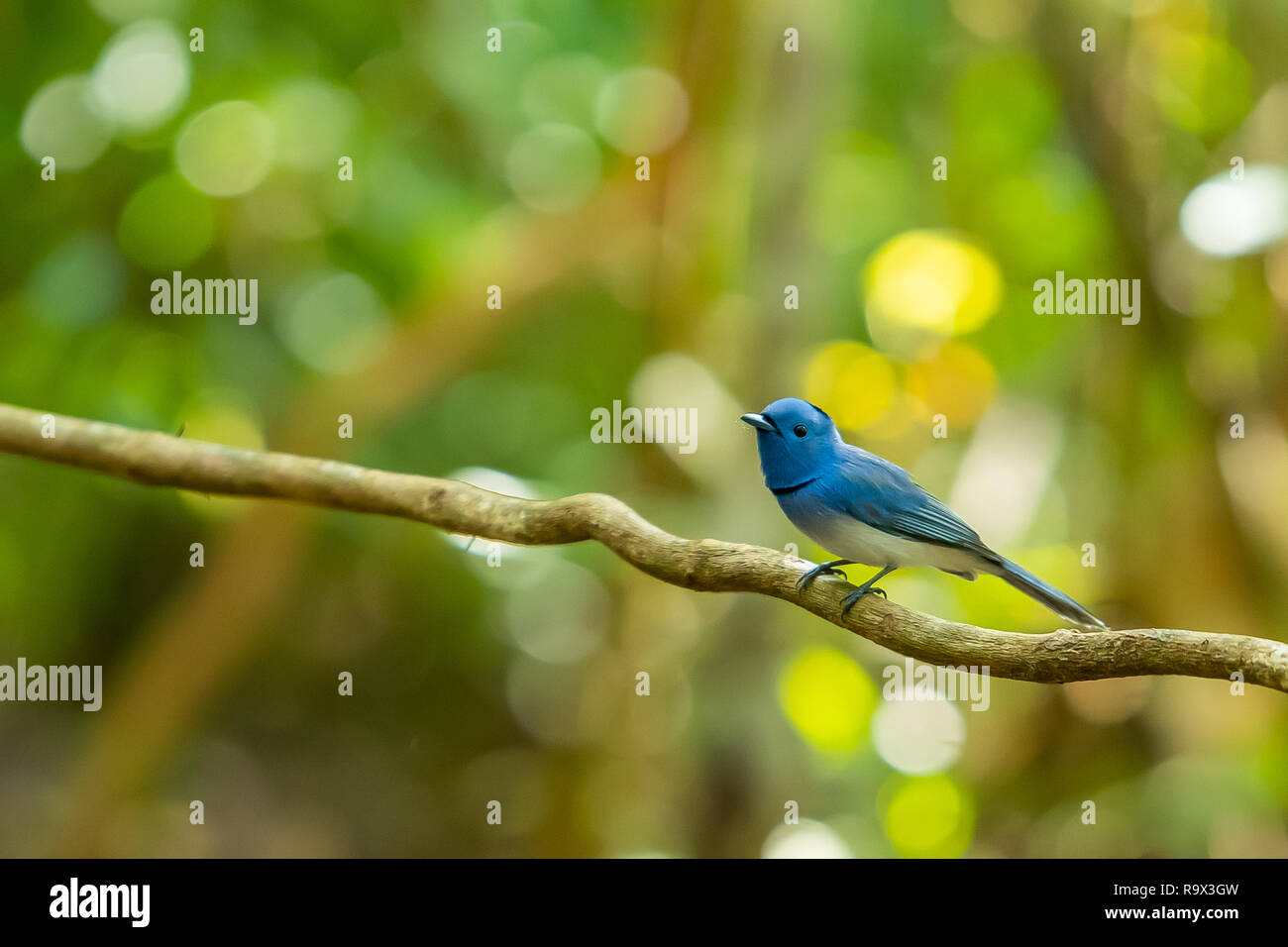 Bluish wings hi-res stock photography and images - Alamy