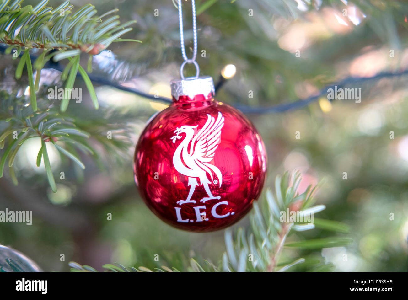 Red Christmas Tree Bauble Decoration With Liverpool Football Club Lfc Logo In Close Up On A Fir Xmas Tree With Lights Stock Photo Alamy
