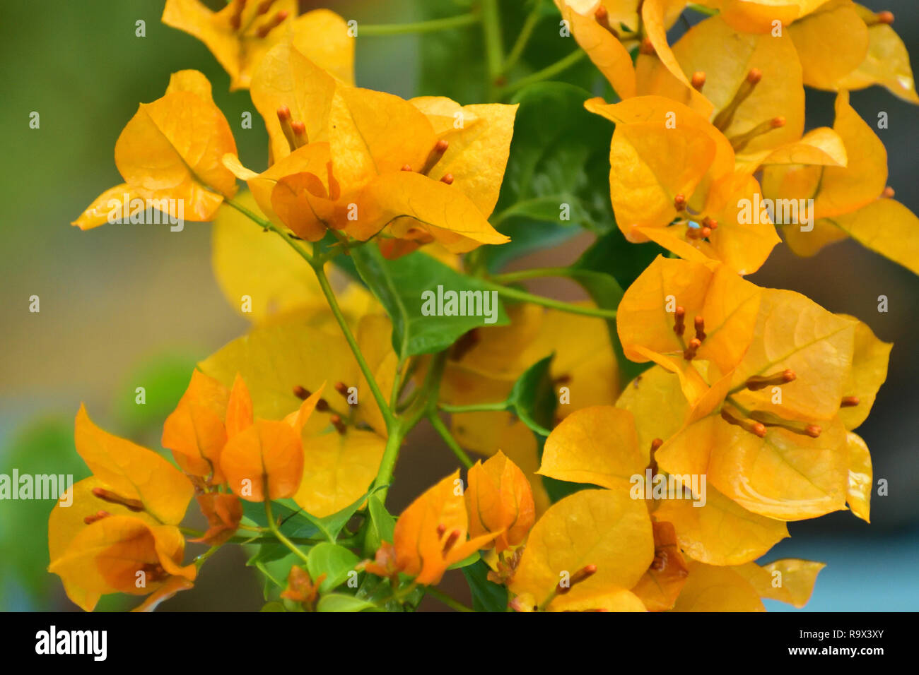 Bougainvillea flower asian hires stock photography and images Alamy
