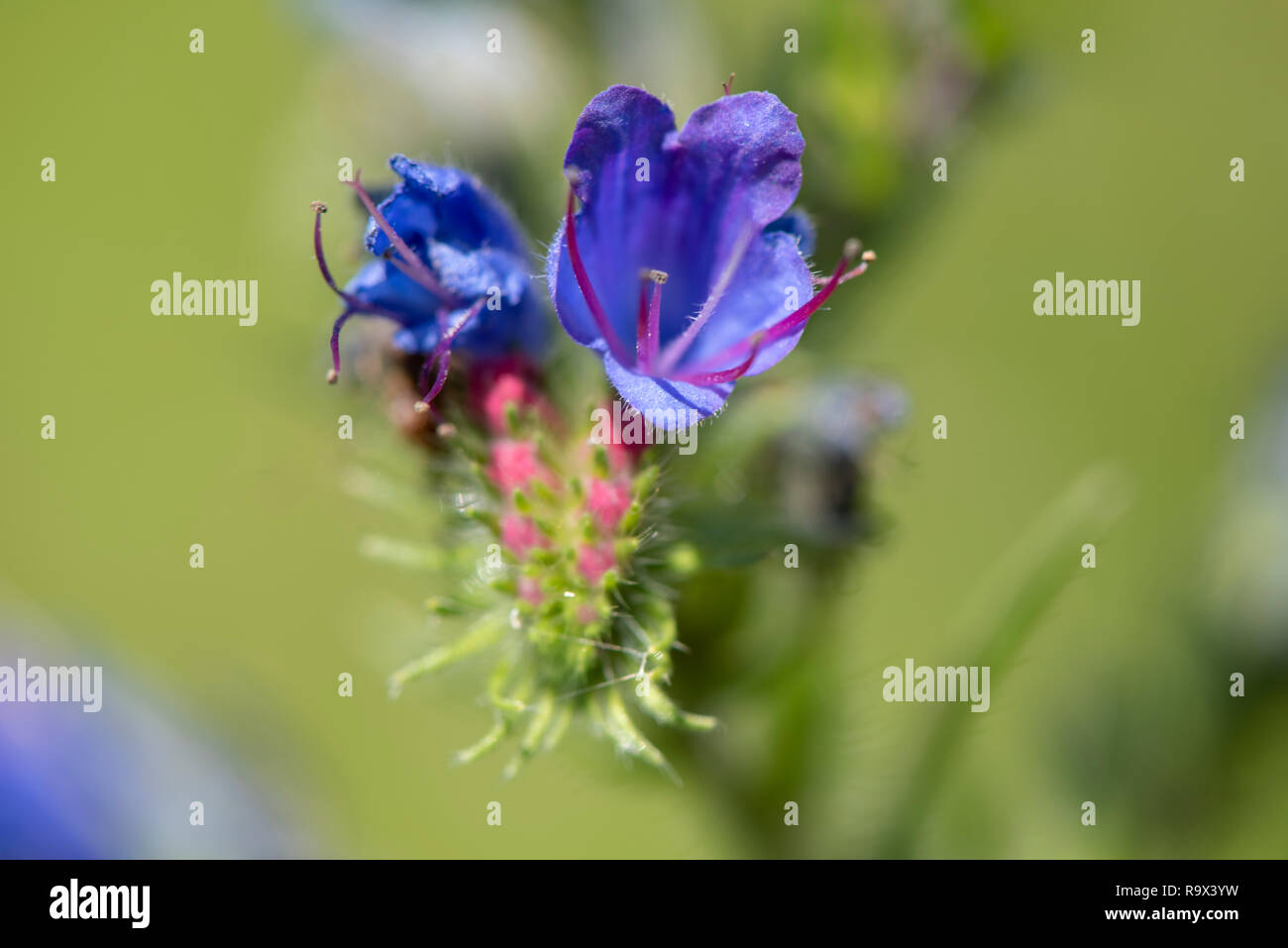 close-up of blooming flower head in meadow at springtime Stock Photo