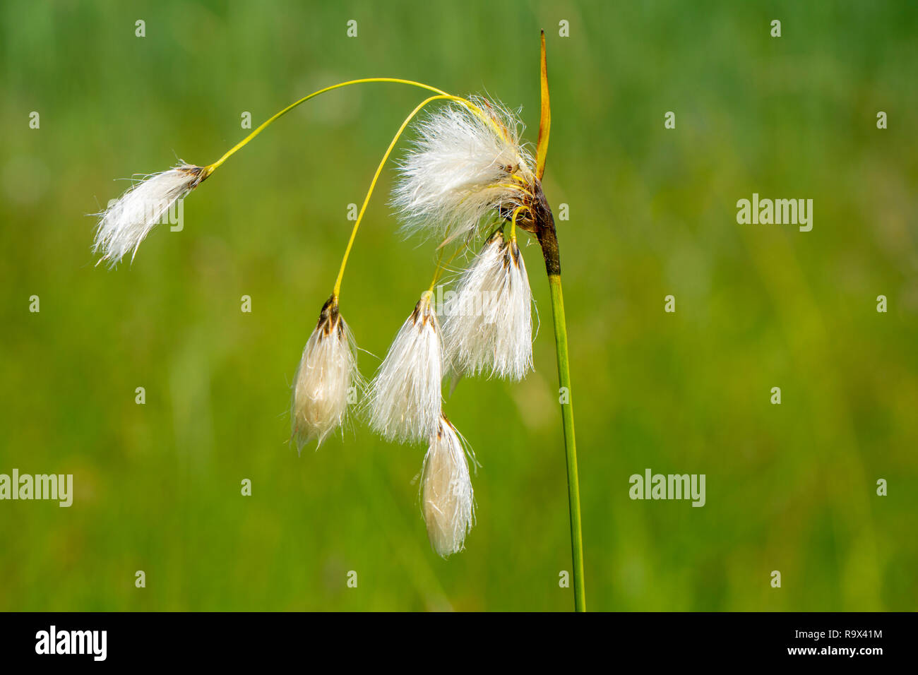 close-up of blooming flower head in meadow at springtime Stock Photo