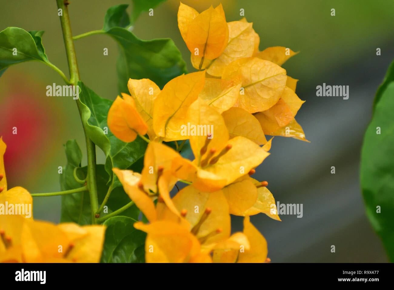 Beautiful yellow Bougainvillea glabra flower blooming Stock Photo Alamy