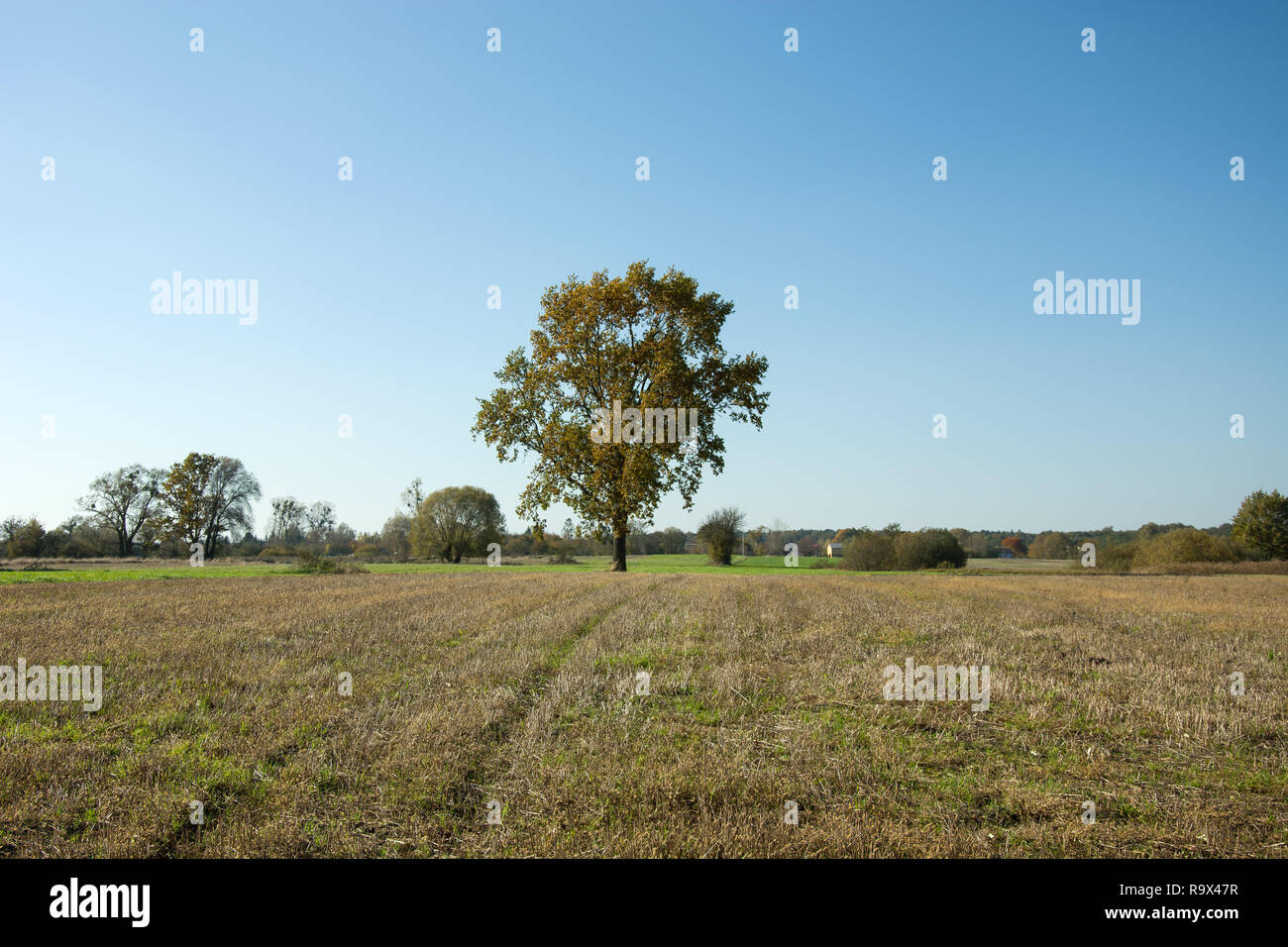 Large oak tree in a meadow and a clear sky Stock Photo - Alamy