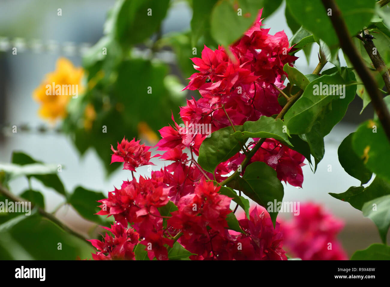 Magenta color bougainvillea flowers blooming in a garden Stock Photo ...