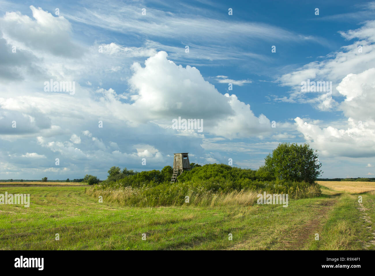 Coppice on the meadow and clouds in the sky Stock Photo