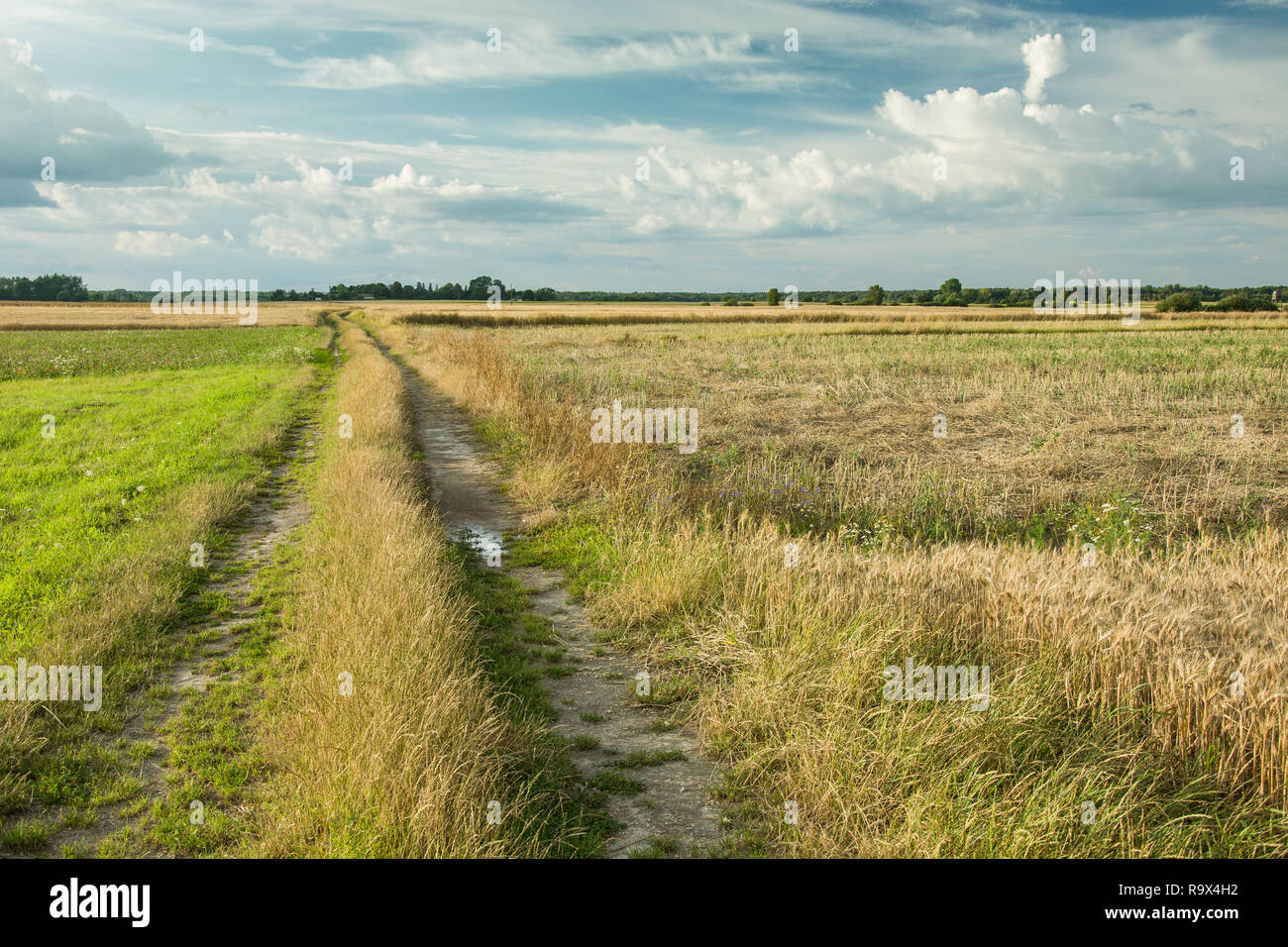 Unpaved road through the fields Stock Photo