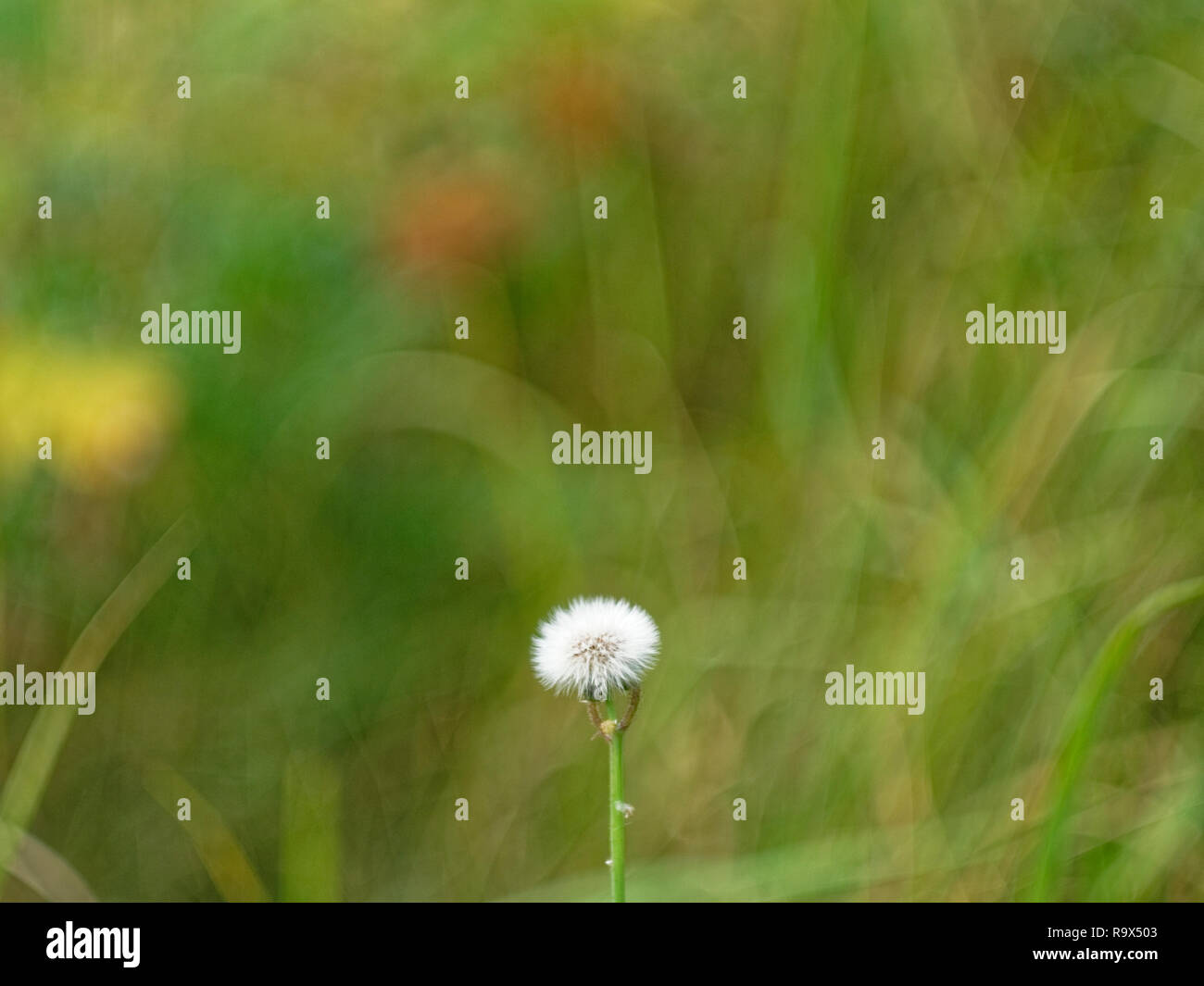 white and yellow flowers of dandelion, Russia Stock Photo Alamy