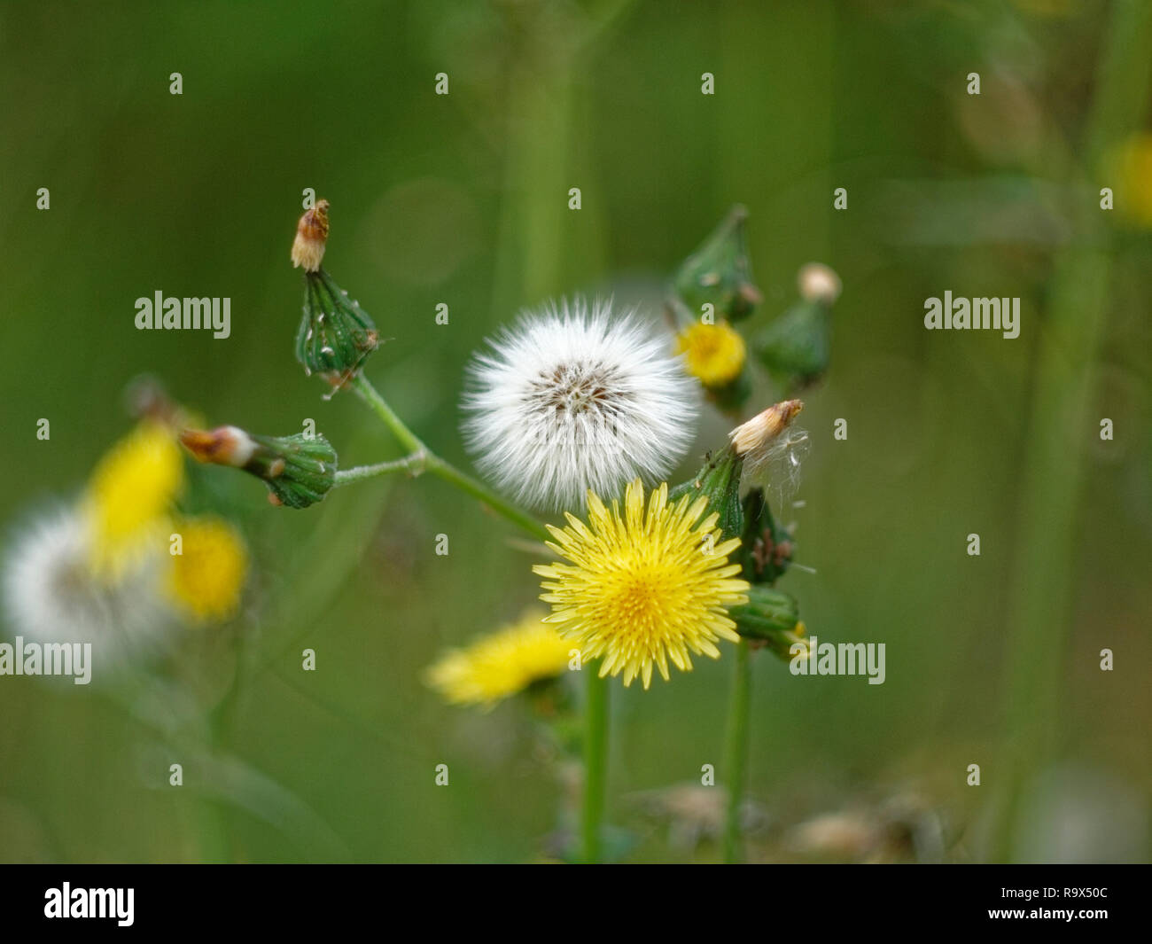 white and yellow flowers of dandelion, Russia Stock Photo Alamy