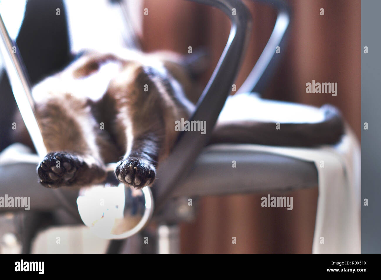 The hind legs of the cat and tail. The cat lies on its back. Hind feet