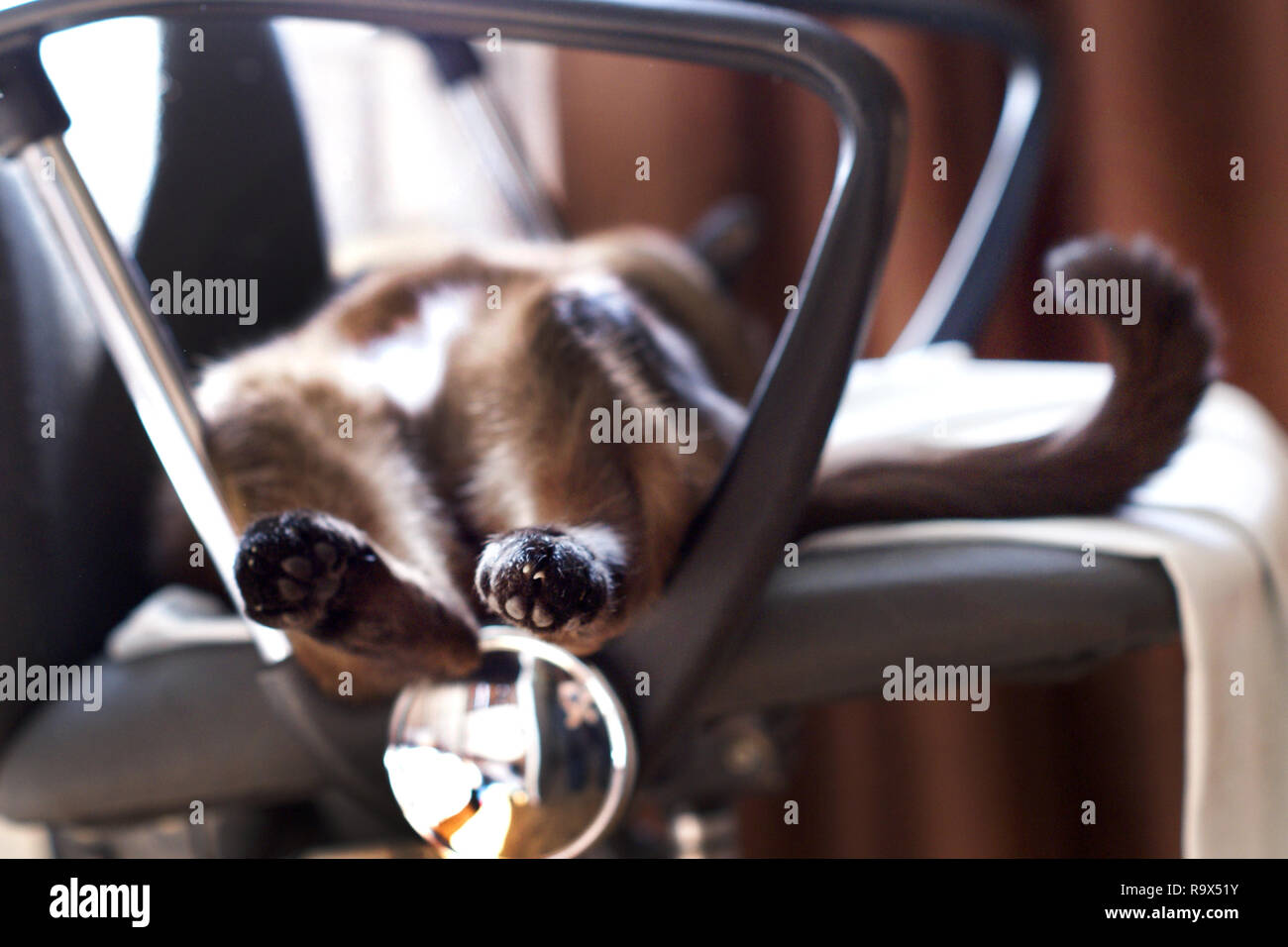 The hind legs of the cat and tail. The cat lies on its back. Hind feet