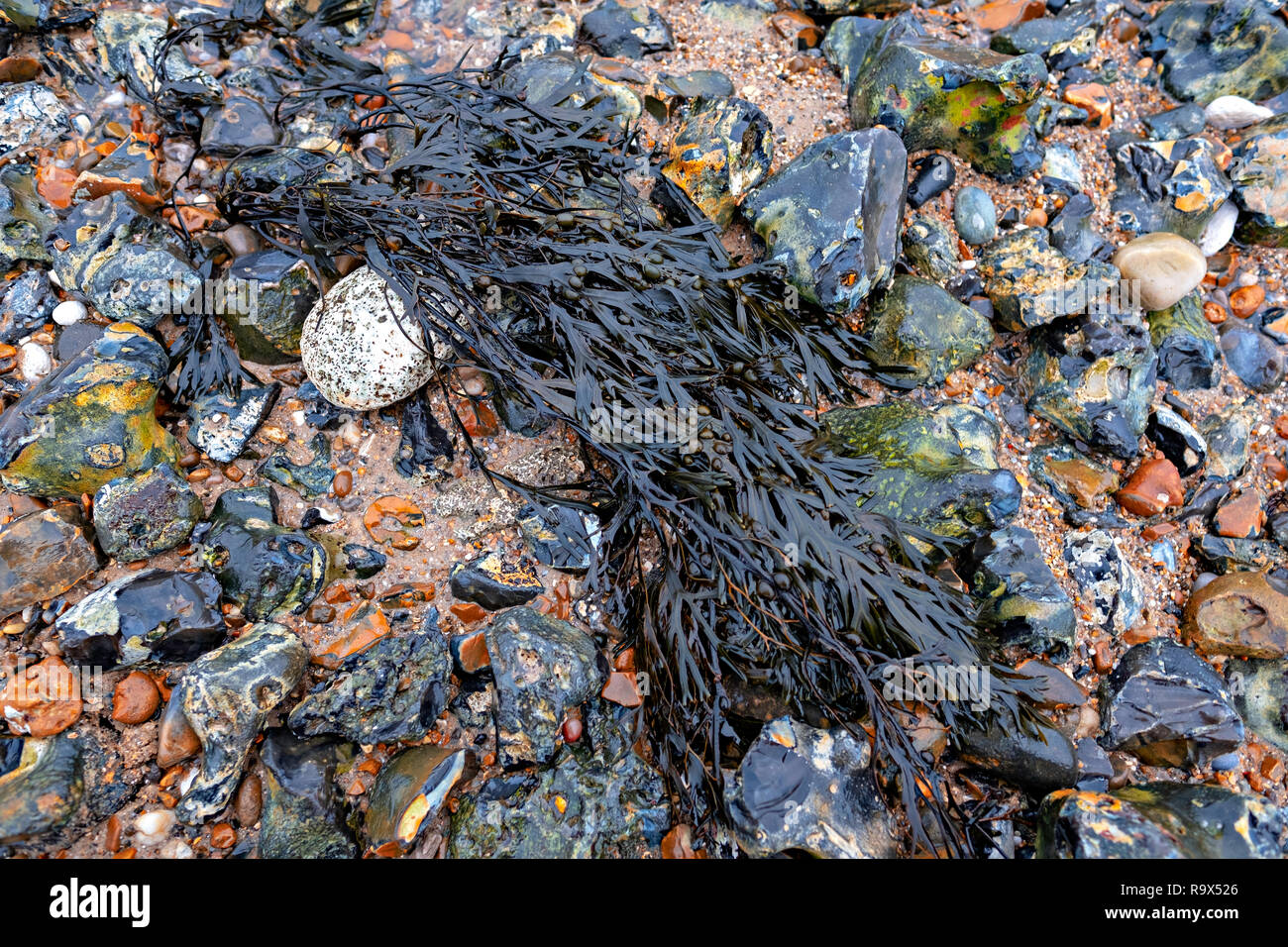 West Runton Beach littered with seaweed , pebbles and sand after the tide had gone out. Stock Photo