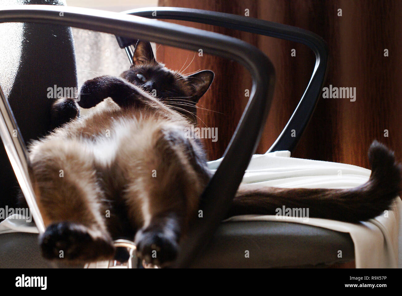 The hind legs of the cat and tail. The cat lies on its back. Hind feet