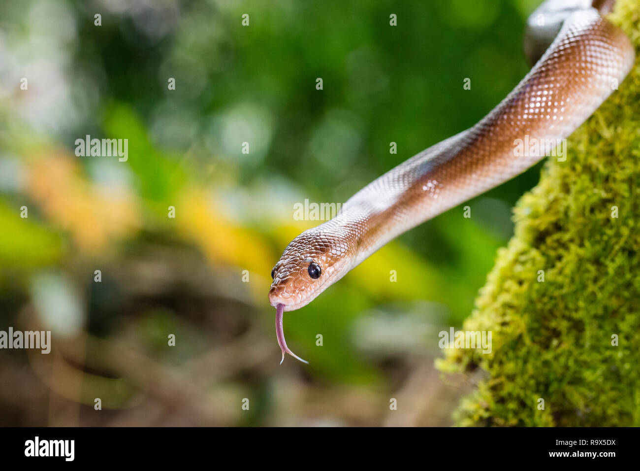 Rainbow boa snake in Arenal, Costa Rica Stock Photo