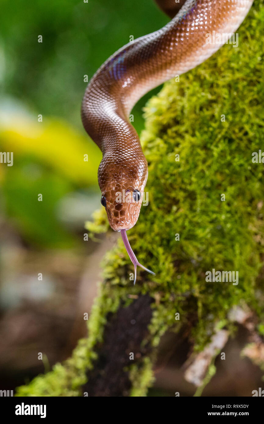 Rainbow boa snake in Arenal, Costa Rica Stock Photo
