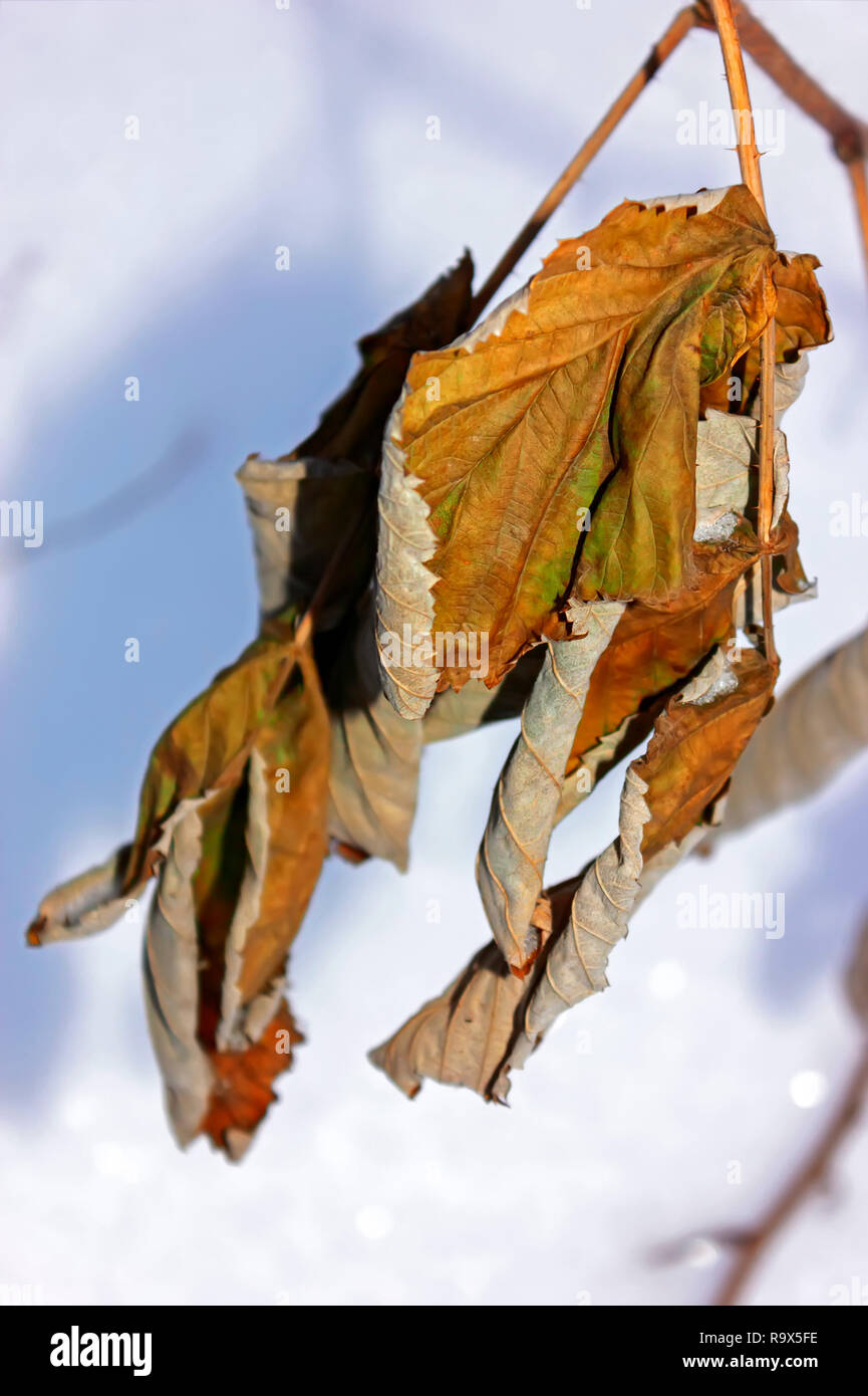 Twisted maple wood hi-res stock photography and images - Alamy