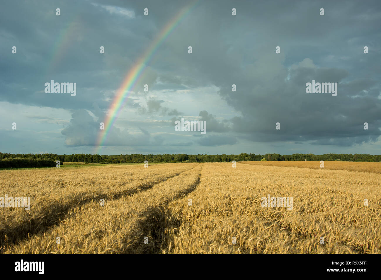 Traces of wheels in cereals, forest on the horizon and a rainbow on a cloudy sky Stock Photo