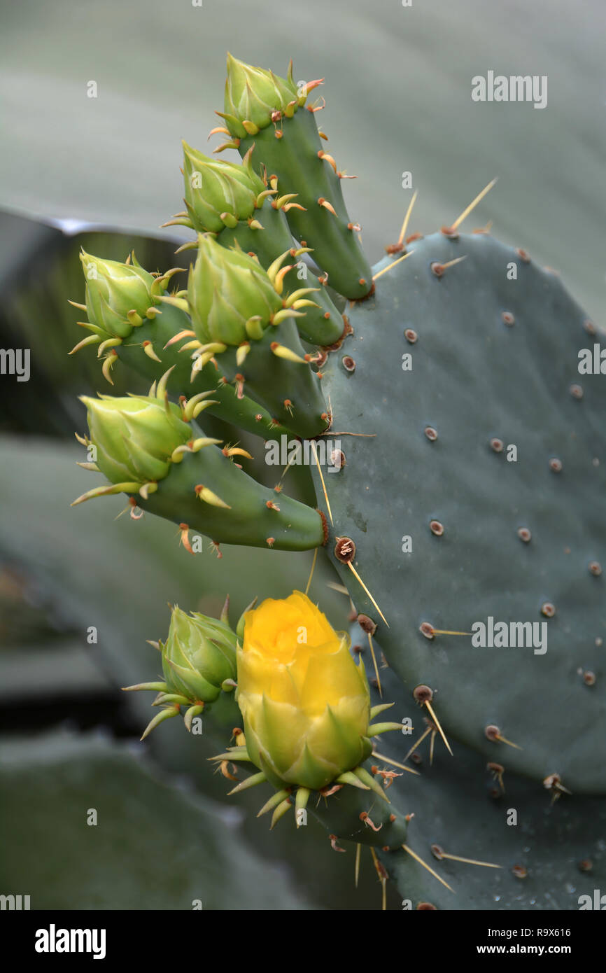 Blossom of a cactus Stock Photo Alamy