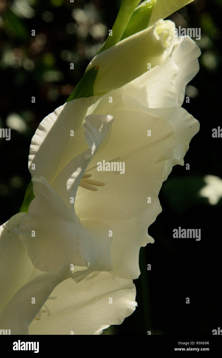 Gladiolus; white sword-lily back lit by Sun Stock Photo