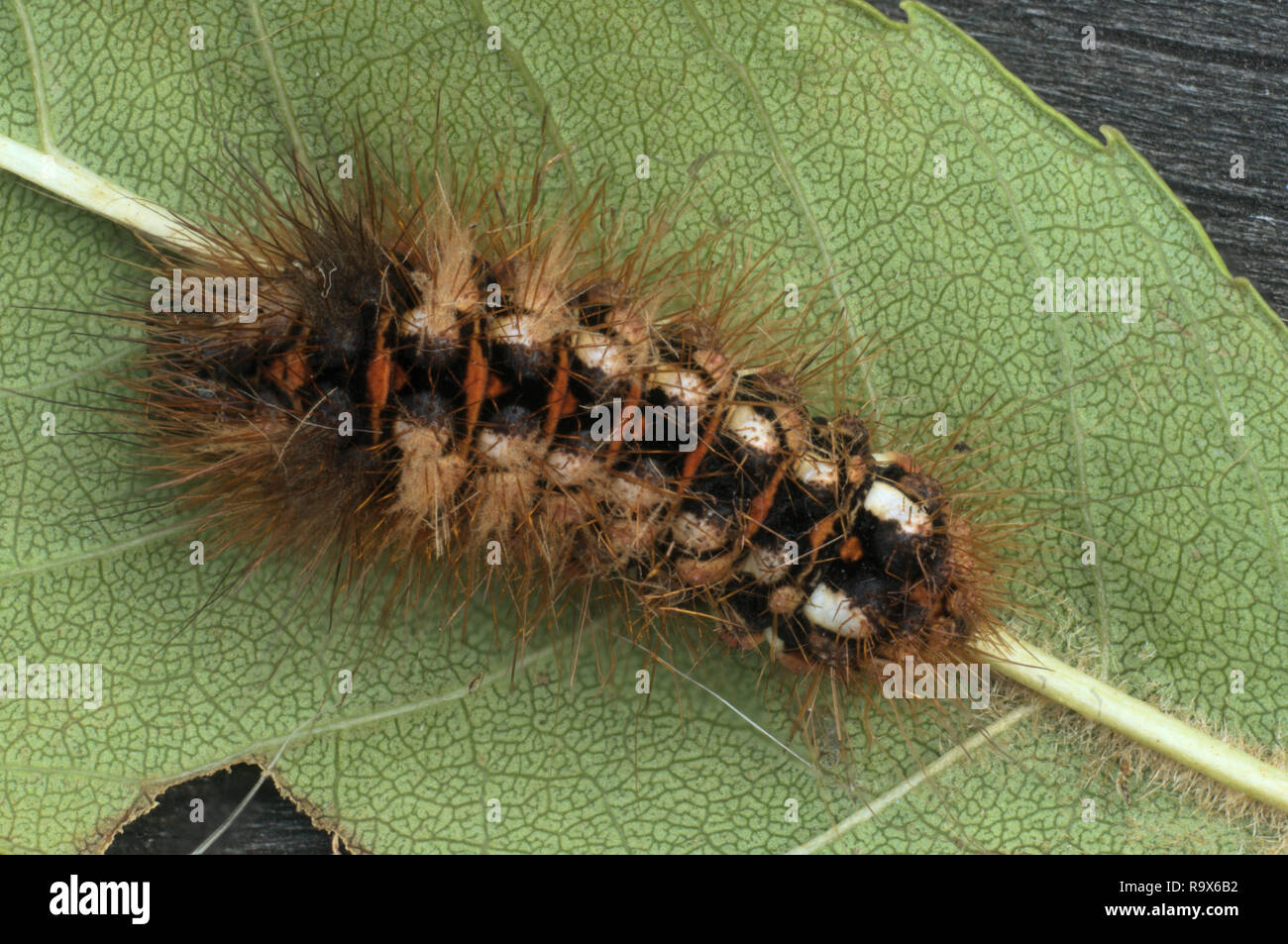 Euproctis sp.; hairy tussock-moth caterpillar in Swiss garden Stock ...