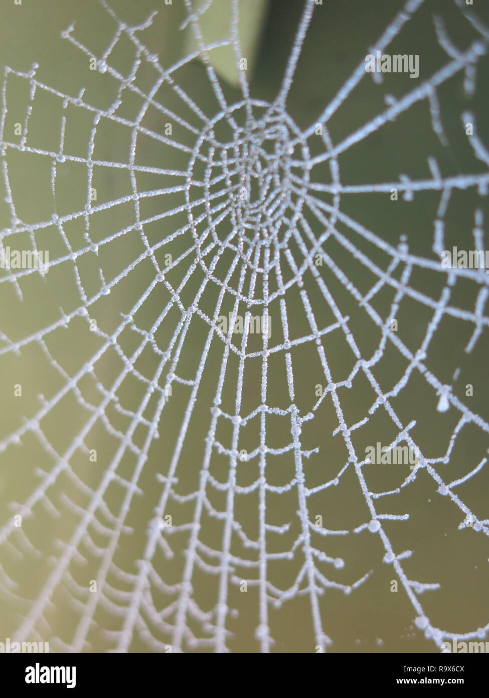 A very hard frost highlights the complex architecture and beauty of a spider's web, as well as the formation of ice crystals. Stock Photo