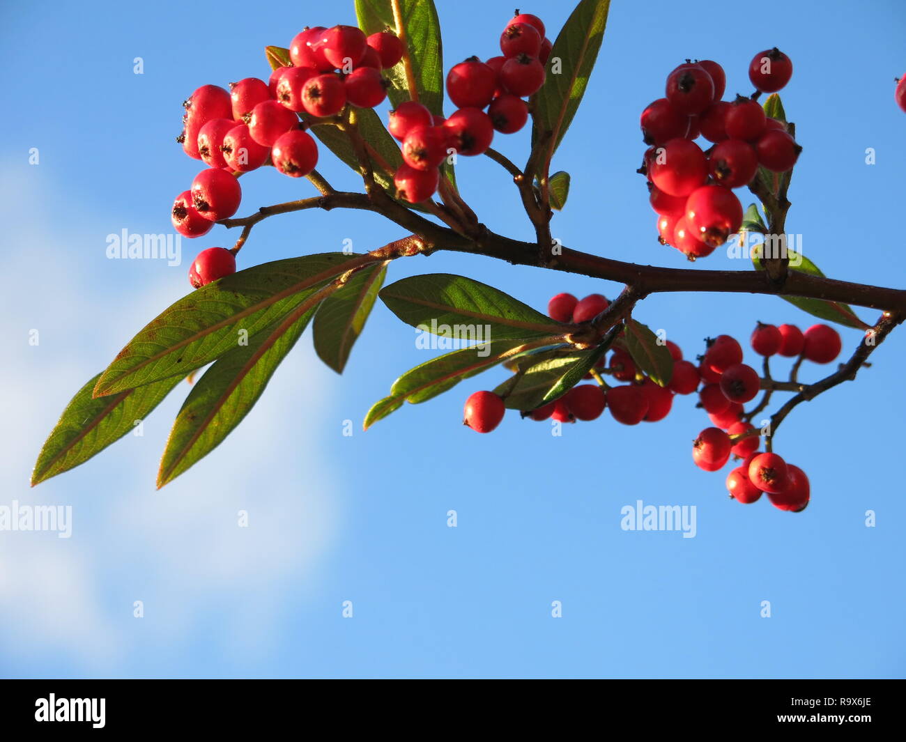 Cotoneaster Winter Stock Photos Cotoneaster Winter Stock Images