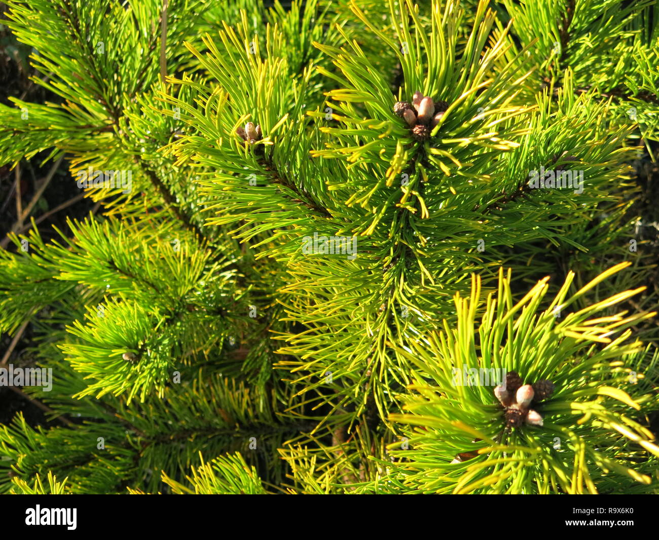 Photo in close-up looking down onto a dwarf mountain pine, Pinus Mugo, in the border of a Scottish garden in winter; pine needles and cones. Stock Photo