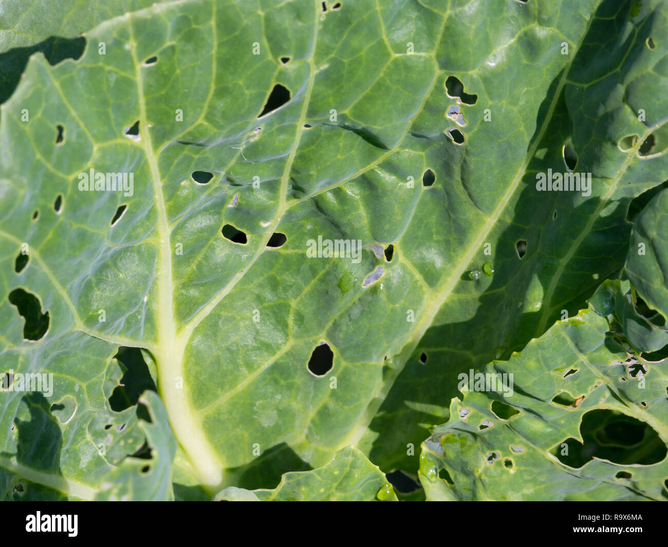 Holes on cabbage leaves bitten by pests Stock Photo Alamy