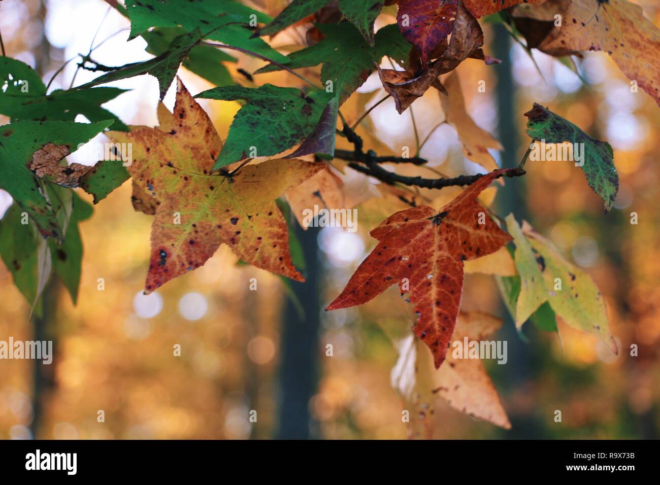 Autumn Leaves on a Tree Close Up Stock Photo
